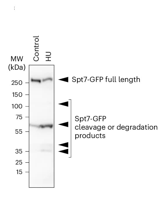 Open access visualization of Gel, Western Blot, GFP-tagged Spt7, HU Stress