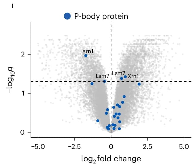 Open access visualization of Volcano Plot, Scatter Plot, Single-Cell Quantification, Dcp2-mNG Dispersion Index, Time-Lapse Microscopy