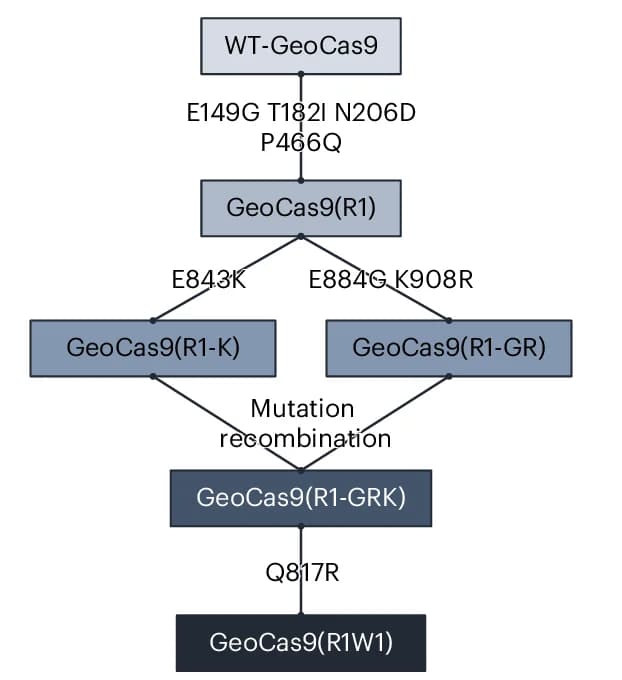 Open access visualization of Workflow, Flowchart, Evolutionary Lineage, GeoCas9 Mutants