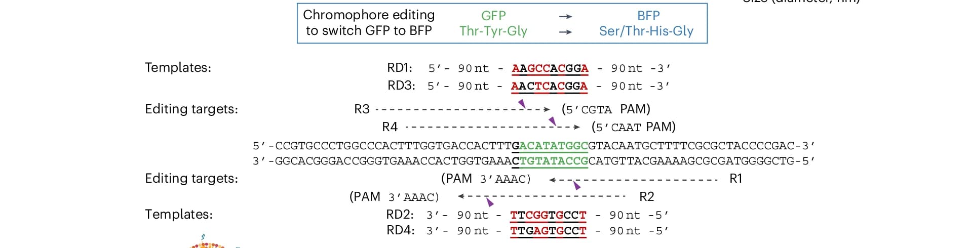Open access visualization of Workflow, Illustration, iGeoCas9 RNPs, ssDNA HDR Templates, LNPs