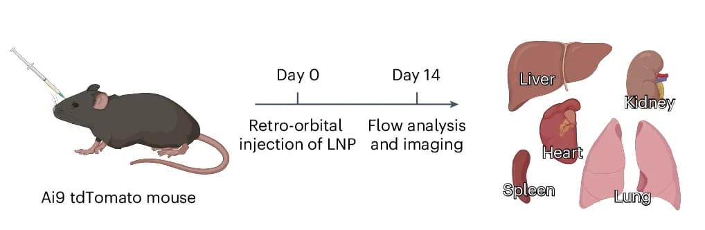 Open access visualization of Workflow, Illustration, Experimental Design, iGeoCas9 RNP, LNP-Mediated Editing