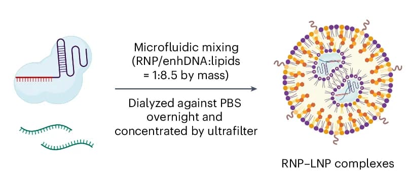 Open access visualization of Workflow, Illustration, Nuclear Staining, DAPI, tdTomato