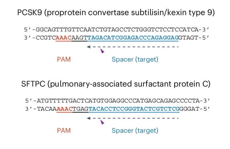 Open access visualization of Illustration, sgRNA Target Design, PCSK9 Gene, SFTPC Gene, iGeoCas9