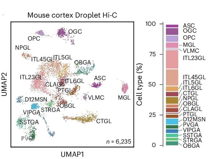 Open access visualization of UMAP, Stacked Bar Plot, UMAP Visualization, Droplet Hi-C Data, Adult Mouse Cortex