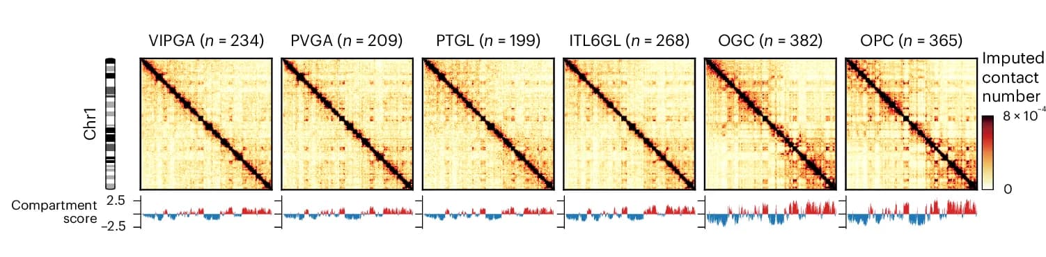 Open access visualization of Heatmap, Line Plot, Cell-Type-Specific, Droplet Hi-C Contact Maps, Chromosome 1