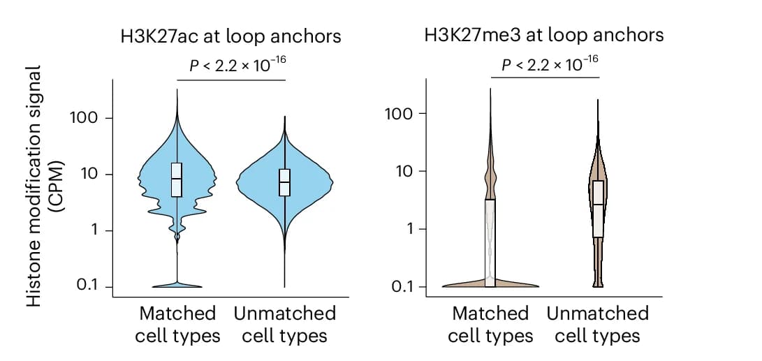 Open access visualization of Violin Plot, Box Plot, Histone Modification Signal, Loop Anchors, Cell Types