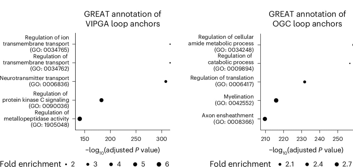 Open access visualization of Scatter Plot, Bubble Plot, GO Terms, Genes, Loop Anchors