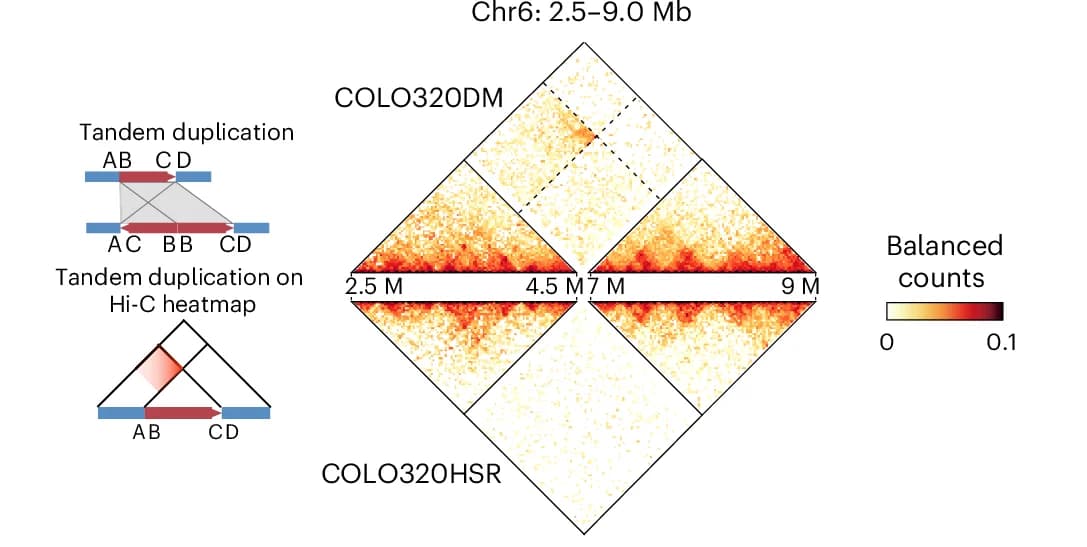Open access visualization of Heatmap, Illustration, Sample-specific SV, Chromosome 6, EagleC