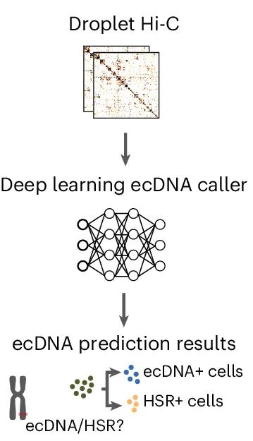 Open access visualization of Workflow, Flowchart, ecDNA Caller, Deep Learning