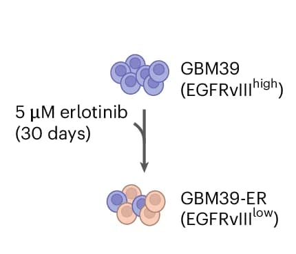 Open access visualization of Workflow, Illustration, Erlotinib, GBM39 Cells, Treatment Procedure