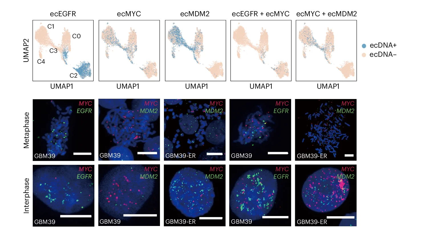Open access visualization of UMAP, Scatter Plot, Microscopy, UMAP Embedding, ecDNA-positive Cells