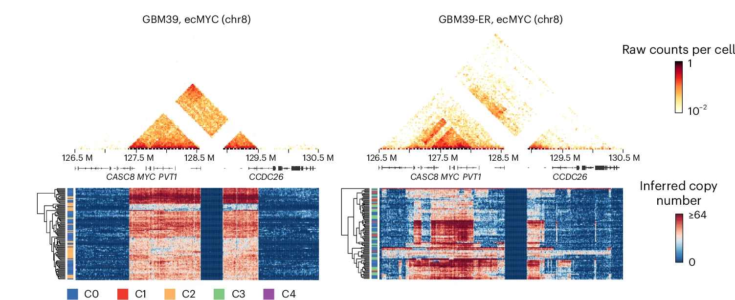 Open access visualization of Heatmap, Clustered, Scatter Plot, Pseudo-bulk Contact Maps, ecMYC