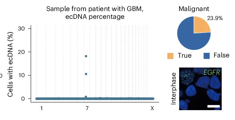 Open access visualization of Scatter Plot, Pie Chart, Microscopy, ecDNA Prediction, GBM