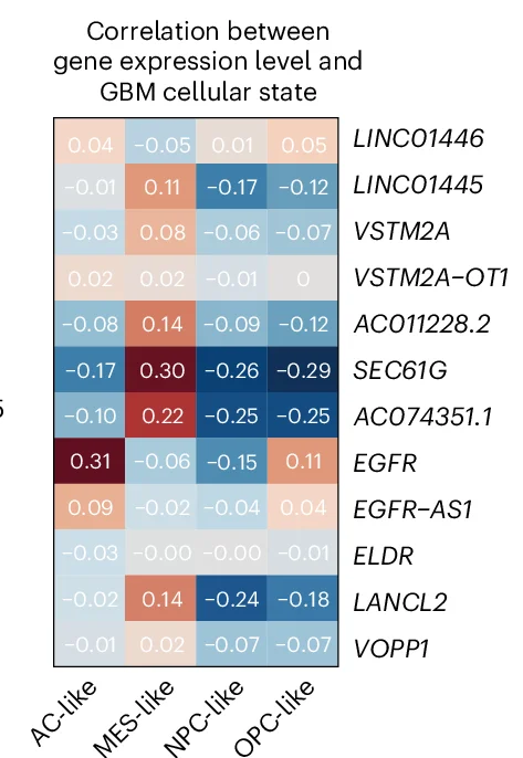 Open access visualization of Heatmap, GBM Cellular State Scores, Gene Expression, ecEGFR