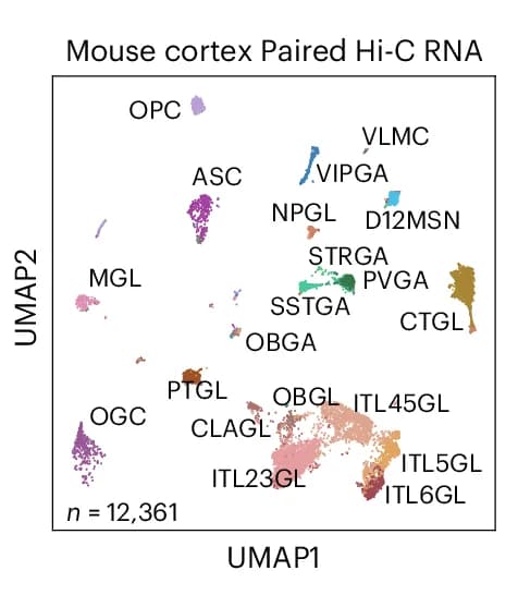 Open access visualization of UMAP, Mouse Cortex, Paired Hi-C, RNA-seq Data