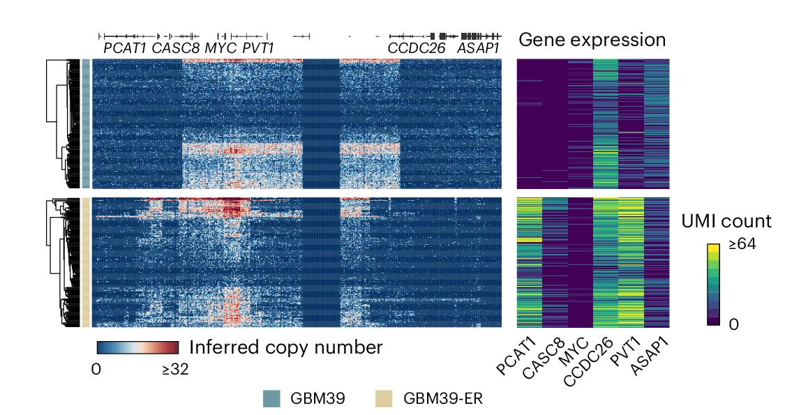 Open access visualization of Heatmap, Clustered, Single-Cell, Copy Number Heatmaps, ecMYC