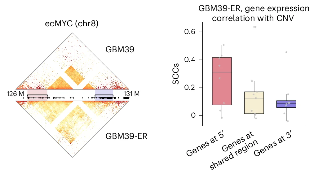 Open access visualization of Box Plot, Heatmap, SCCs, Gene Expression Levels, Copy Numbers
