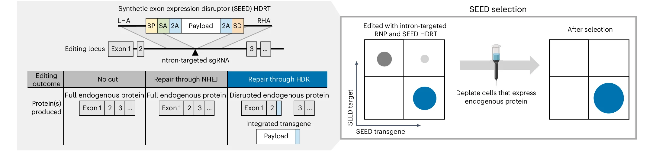 Open access visualization of Workflow, Flowchart, gRNA, SEED HDRT, Immunomagnetic Reagents