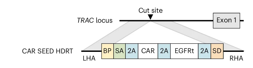 Open access visualization of Workflow, Illustration, TRAC, SEED HDRT, CAR