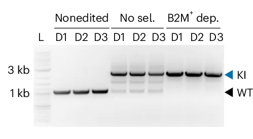 Open access visualization of Gel, Genomic DNA PCR, SEED Integration, B2M, HDRT