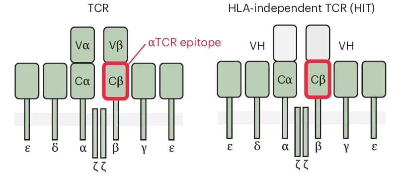 Open access visualization of Illustration, TCR, HIT, Diagram