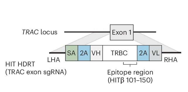 Open access visualization of Workflow, Illustration, TRAC, HDRT, HIT