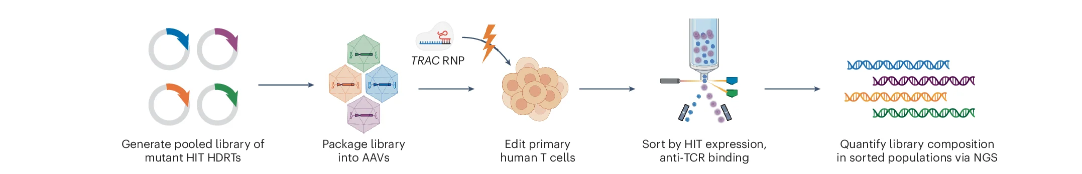 Open access visualization of Workflow, Epitope Mapping