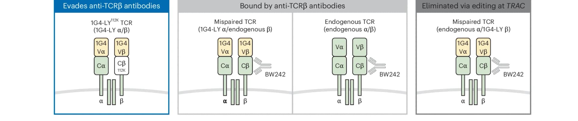 Open access visualization of Illustration, TCR pairs, T Cells, NY-ESO-1