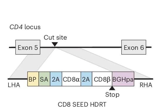 Open access visualization of Workflow, Illustration, CD4, Intron, SEED