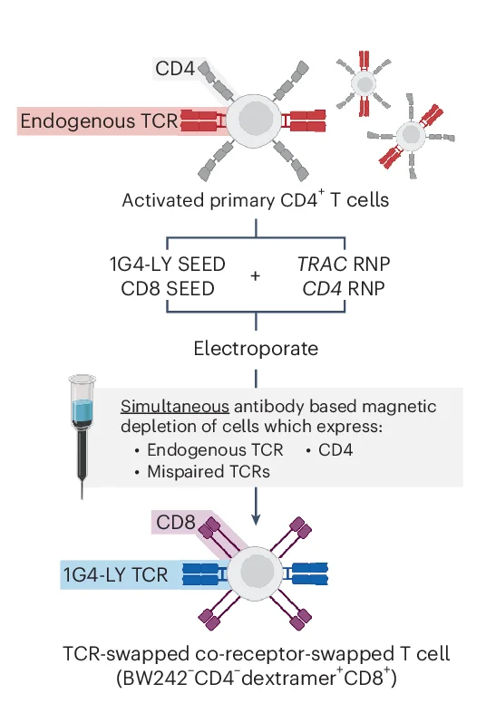 Open access visualization of Workflow, Flowchart, Illustration, CD4+ T Cells, 1G4-LY