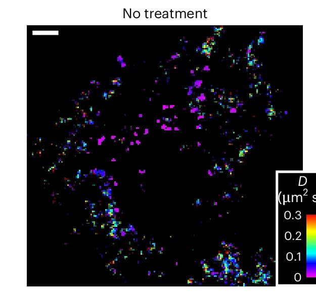 Open access visualization of Microscopy, Diffusivity Map, NOTCH2 mRNA, SMdM analysis
