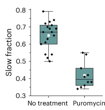 Open access visualization of Box Plot, Scatter Plot, Slow Fraction, Puromycin