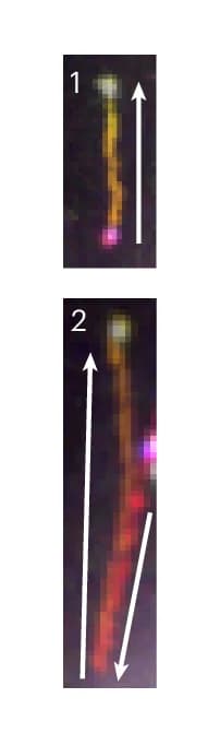 Open access visualization of Microscopy, Enlarged View, MAP1B mRNAs, Direction of Movement