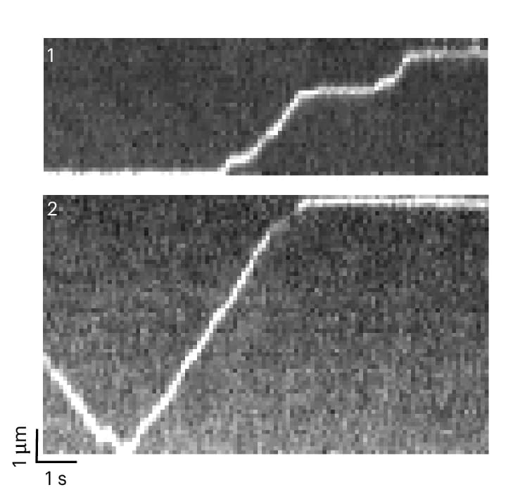 Open access visualization of Microscopy, Kymograph, Directed Movement, MAP1B mRNAs