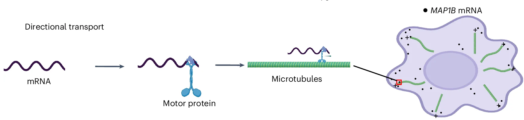 Open access visualization of Workflow, Illustration, Proposed Mechanism, Directional Movement, MAP1B mRNA