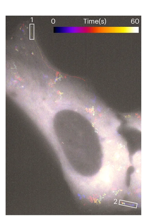 Open access visualization of Microscopy, MAP1B mRNA, Cell Trajectory