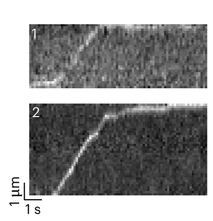 Open access visualization of Microscopy, Kymograph, MAP1B mRNA, Directed Movement