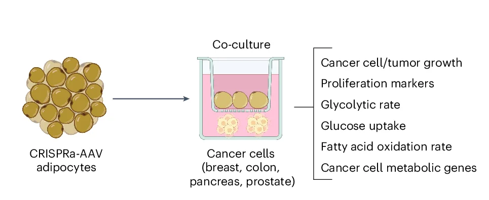 Open access visualization of Workflow, Illustration, Co-Culturing Model, Cancer Cells, CRISPRa-Treated Adipocytes