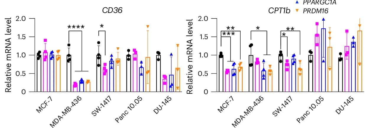 Open access visualization of Bar Plot, Error Bars, Scatter Plot, RT-qPCR, Fatty Acid Transporter
