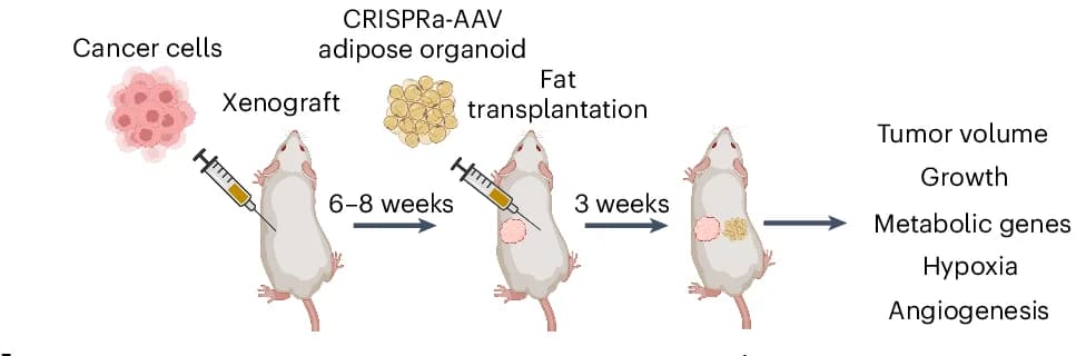 Open access visualization of Workflow, Illustration, Co-Transplantation Model, Xenografts, UCP1-CRISPRa