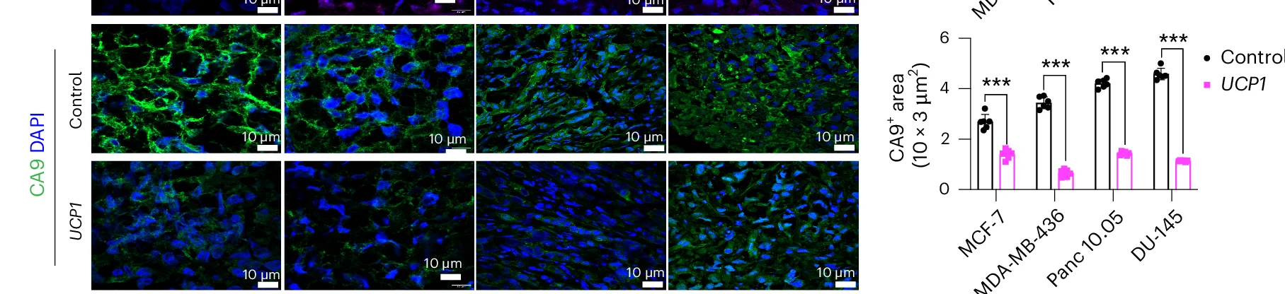 Open access visualization of Microscopy, Bar Plot, Error Bars, Immunofluorescence Staining, CA9