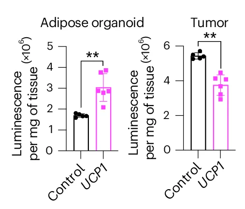 Open access visualization of Bar Plot, Error Bars, Glucose Levels, Adipose Organoids, MCF-7 Xenograft Tumors