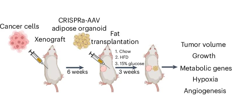 Open access visualization of Workflow, Illustration, Co-Transplantation Model, MCF-7 Tumor Xenograft, UCP1-CRISPRa