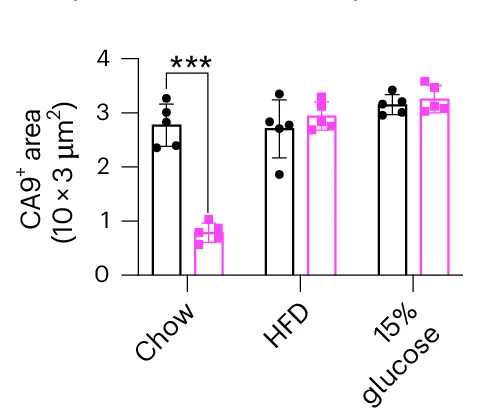Open access visualization of Bar Plot, Error Bars, Clustered, Immunofluorescence Quantification, Cryosections