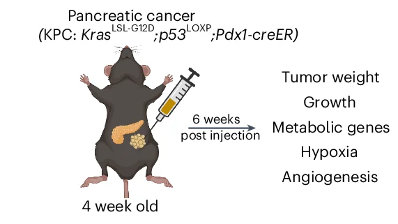 Open access visualization of Illustration, Transplantation Model, Adipose Organoids, Pancreatic Cancer Mice, Phenotyping