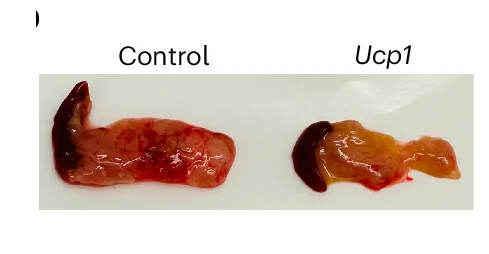 Open access visualization of Photo, Pancreas, Adipose Organoids, Representative Images