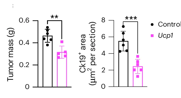 Open access visualization of Bar Plot, Error Bars, Clustered, Immunofluorescence Staining, Pancreas
