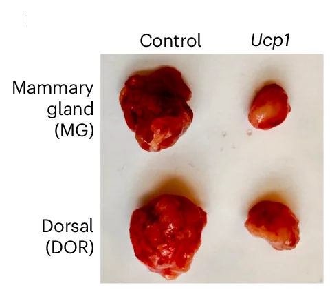 Open access visualization of Photo, Breast Tumors, Adipose Organoids, Representative Images