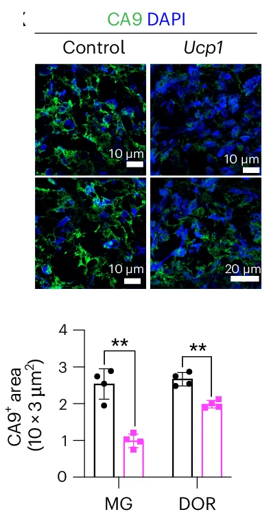 Open access visualization of Bar Plot, Error Bars, Microscopy, Immunofluorescence Staining, Quantification