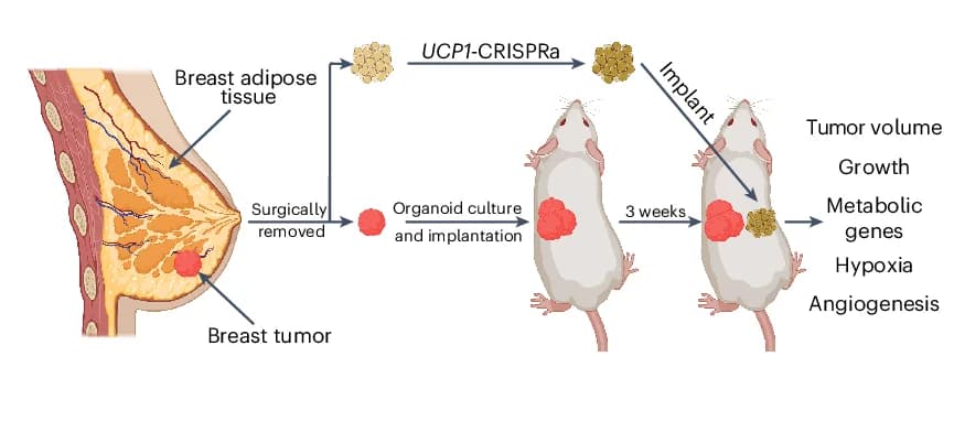 Open access visualization of Workflow, Illustration, Co-Transplantation Model, Breast Cancer Organoids, UCP1-CRISPRa-Treated Breast Adipocytes